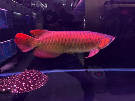 血紅龍魚價格|山水水族網購大賣場